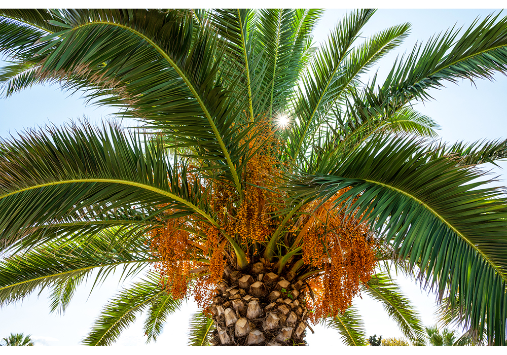 First date harvest from Khorramshahr Power Plant after seven years